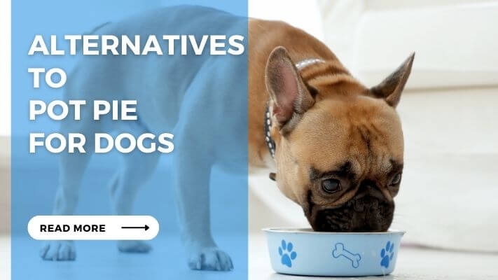 Alternatives to Pot Pie for Dogs