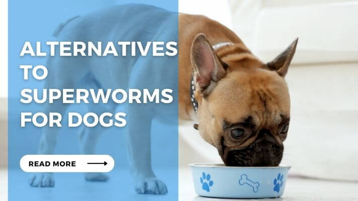 Alternatives to Superworms for Dogs