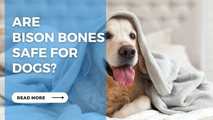 Are Bison Bones Safe for Dogs