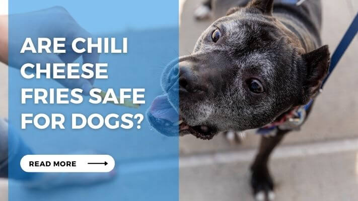 Are Chili Cheese Fries Safe for Dogs