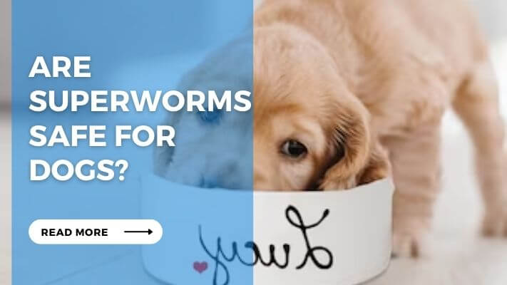 Are Superworms Safe for Dogs