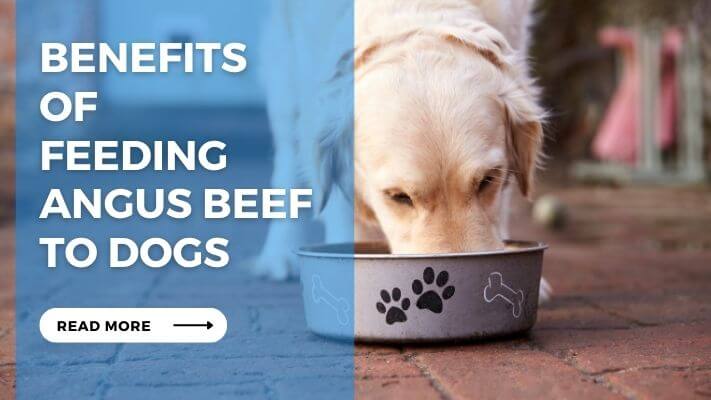 Benefits of Feeding Angus Beef to Dogs