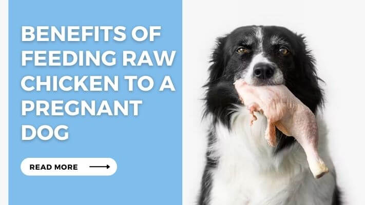 Benefits of Feeding Raw Chicken to a Pregnant Dog