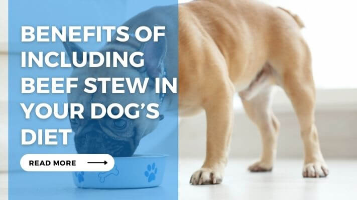 Benefits of Including Beef Stew in Your Dog's Diet