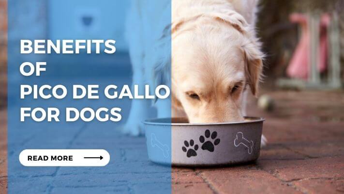 Benefits of Pico de Gallo for Dogs