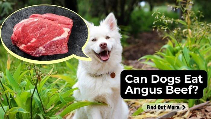 Can Dogs Eat Angus Beef