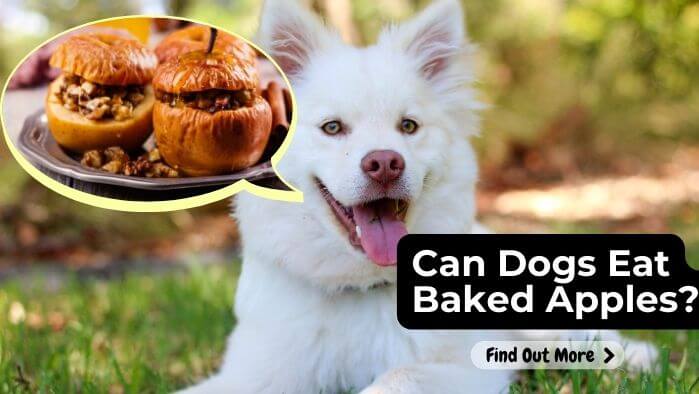 Can Dogs Eat Baked Apples