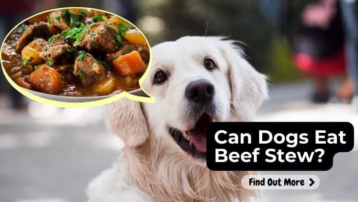 Can Dogs Eat Beef Stew