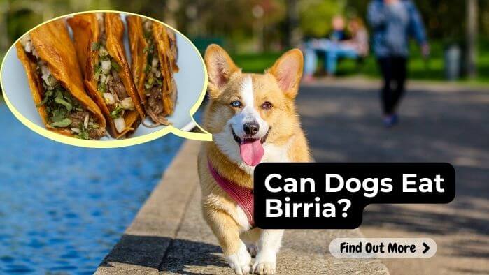 Can Dogs Eat Birria