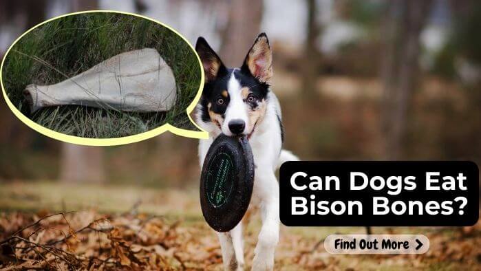Can Dogs Eat Bison Bones
