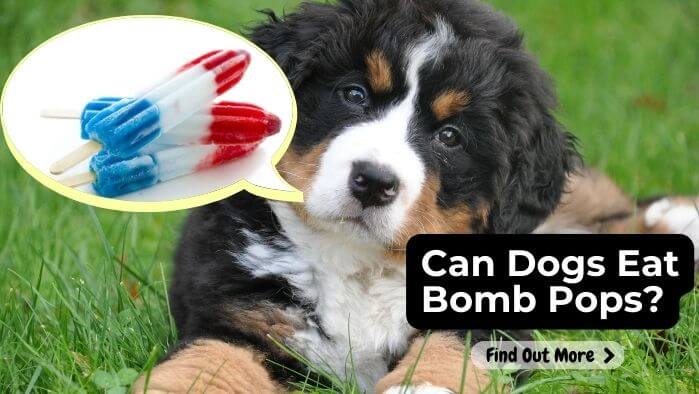 Can Dogs Eat Bomb Pops