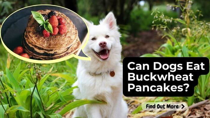 Can Dogs Eat Buckwheat Pancakes