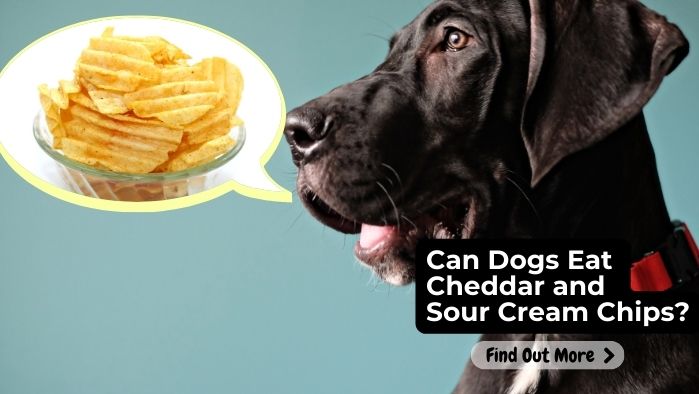 Can Dogs Eat Cheddar and Sour Cream Chips