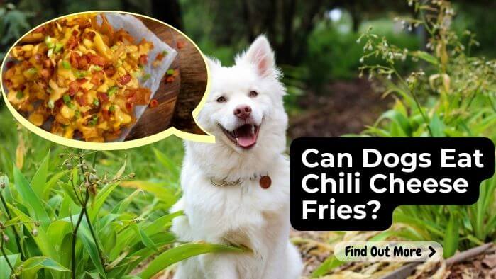 Can Dogs Eat Chili Cheese Fries