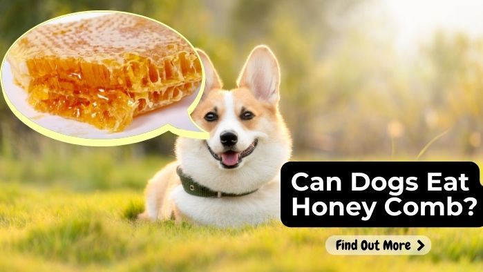 Can Dogs Eat Honey Comb