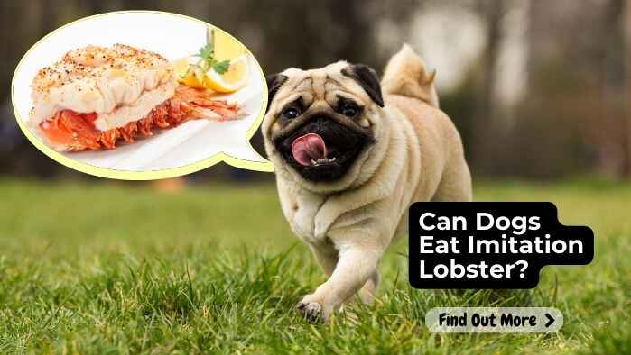 Can Dogs Eat Imitation Lobster