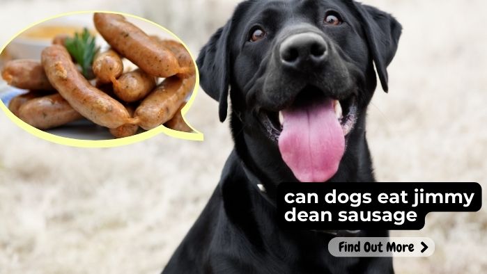 Can Dogs Eat Jimmy Dean Sausage