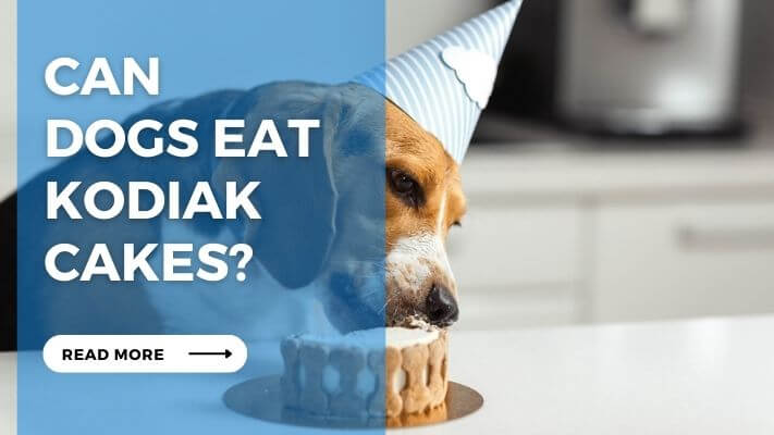 Can Dogs Eat Kodiak Cake