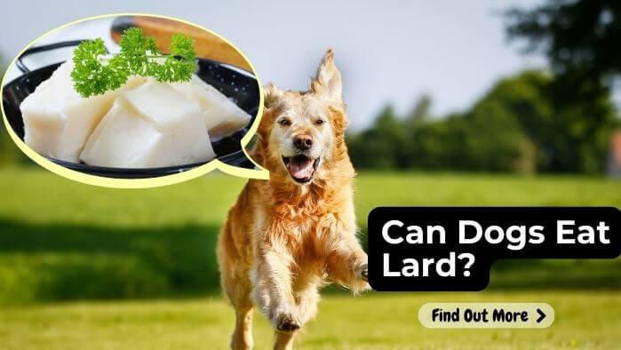 Can Dogs Eat Lard