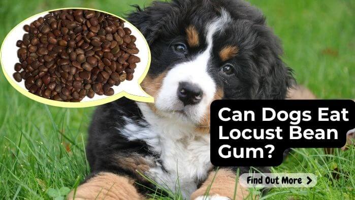 Can Dogs Eat Locust Bean Gum