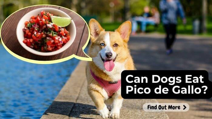 Can Dogs Eat Pico de Gallo