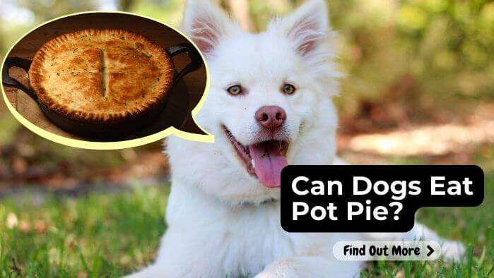 Can Dogs Eat Pot Pie