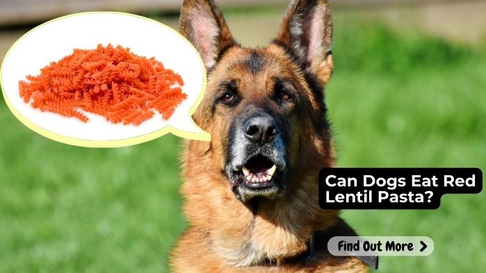 Can Dogs Eat Red Lentil Pasta