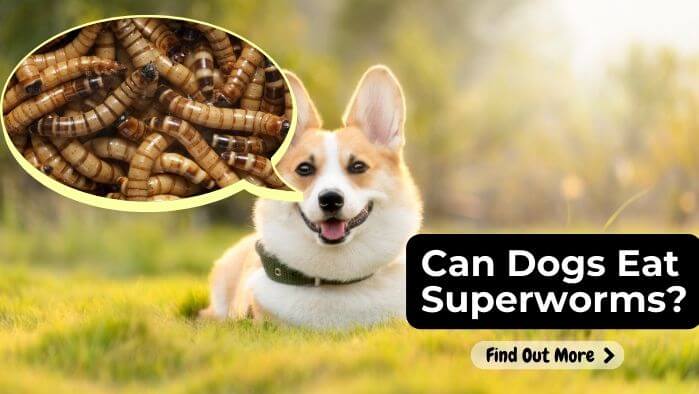 Can Dogs Eat Superworms