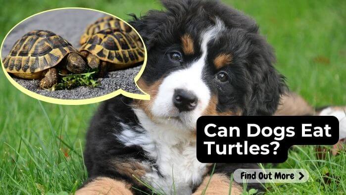 Can Dogs Eat Turtles