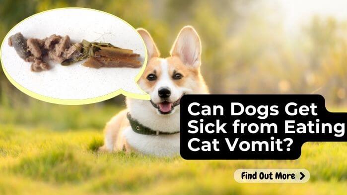 Can Dogs Get Sick from Eating Cat Vomit
