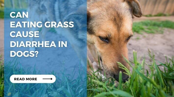 Can Eating Grass Cause Diarrhea in Dogs