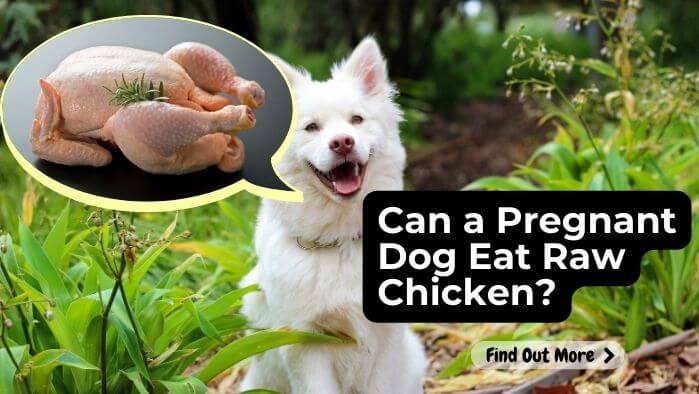 Can a Pregnant Dog Eat Raw Chicken