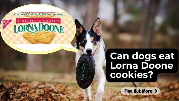 Can dogs eat Lorna Doone cookies