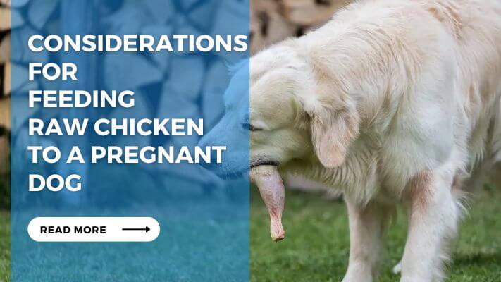 Considerations for Feeding Raw Chicken to a Pregnant Dog