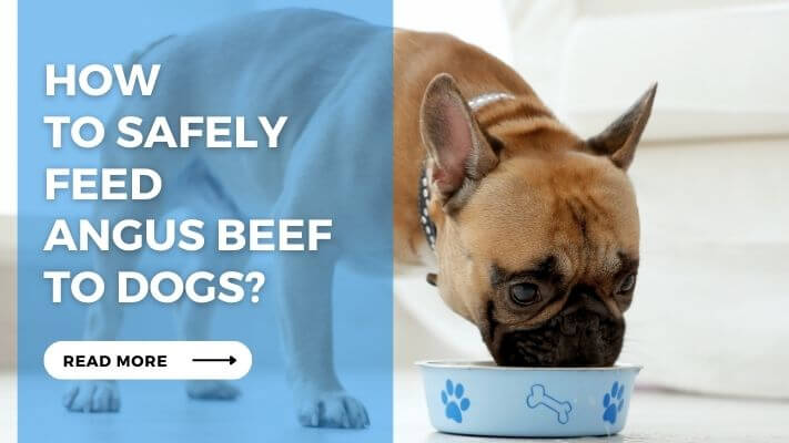 How to Safely Feed Angus Beef to Dogs