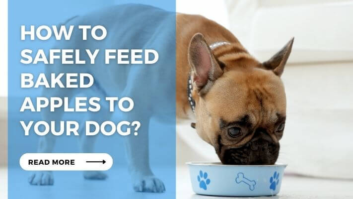 How to Safely Feed Baked Apples to Your Dog