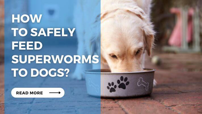 How to Safely Feed Superworms to Dogs