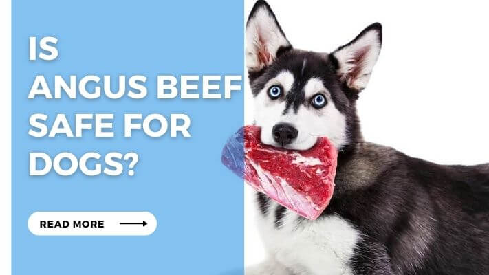 Is Angus Beef Safe for Dogs