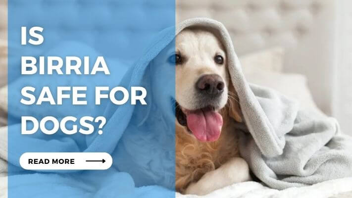 Is Birria Safe for Dogs