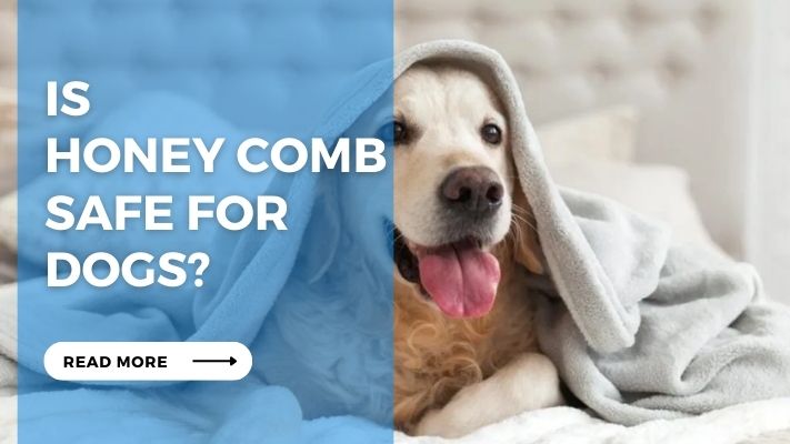 Is Honey Comb Safe for Dogs