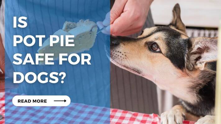 Is Pot Pie Safe for Dogs