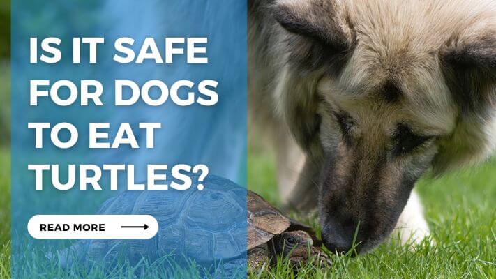 Is it Safe for Dogs to Eat Turtles