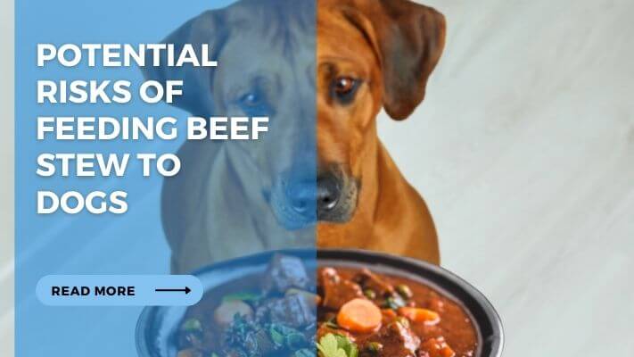 Potential Risks of Feeding Beef Stew to Dogs