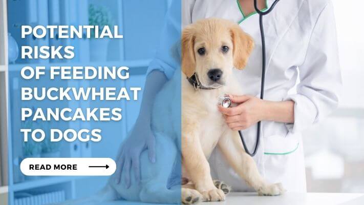 Potential Risks of Feeding Buckwheat Pancakes to Dogs