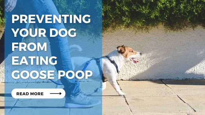 Preventing Your Dog from Eating Goose Poop