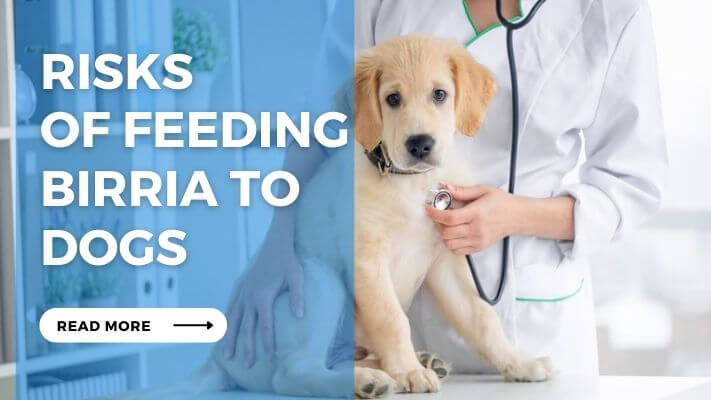 Risks of Feeding Birria to Dogs