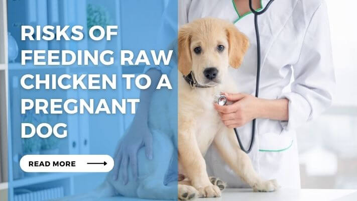 Risks of Feeding Raw Chicken to a Pregnant Dog