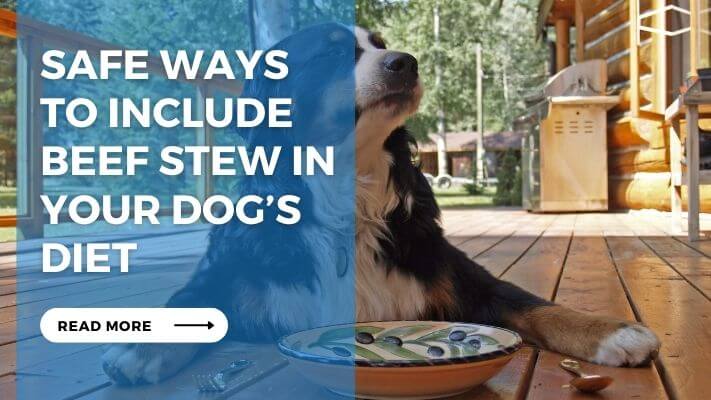 Safe Ways to Include Beef Stew in Your Dog's Diet