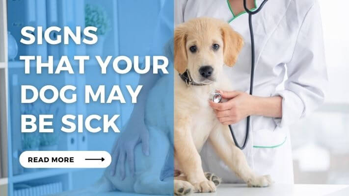 Signs that Your Dog May Be Sick