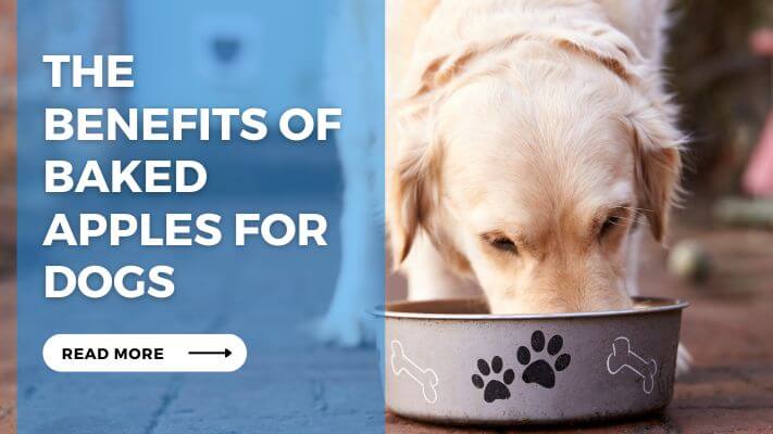 The Benefits of Baked Apples for Dogs